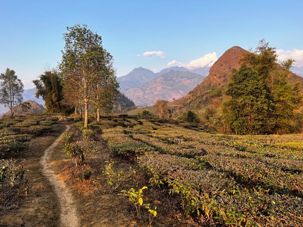 7 to 10 Km scenic tea plantations - HIKING -1/2 day