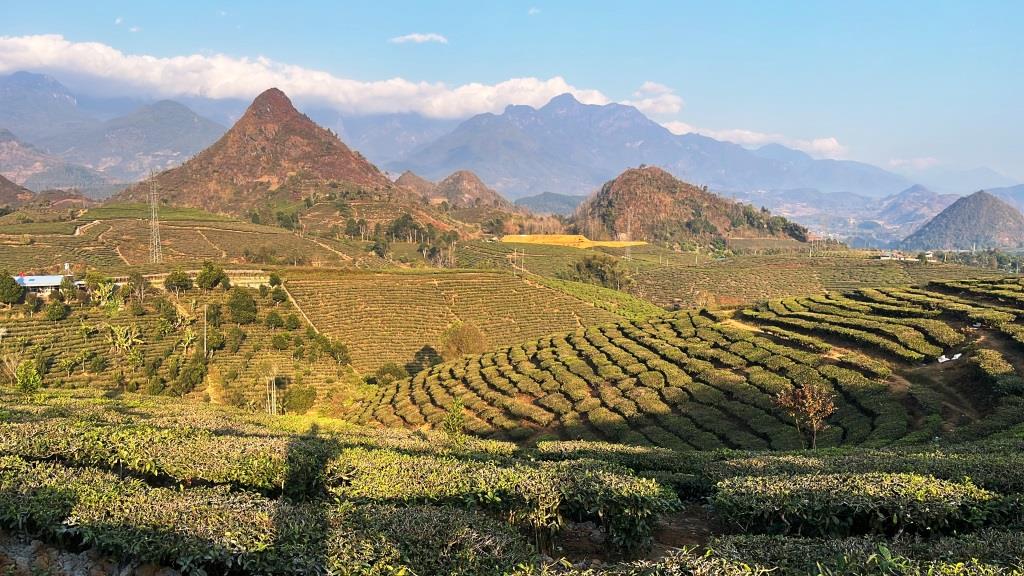 7 to 10 Km scenic tea plantations - HIKING -1/2 day