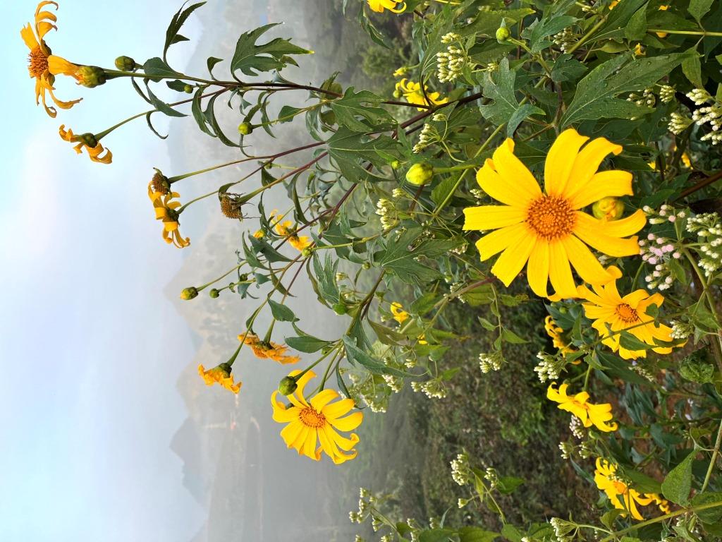 Plantations de thé panoramiques 6 ou 10 km - RANDONNÉE - 1/2 journée 