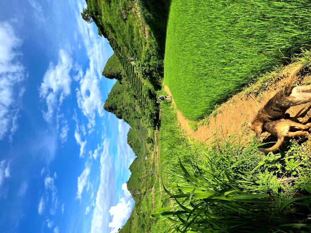 Plantations de thé panoramiques 6 ou 10 km - RANDONNÉE - 1/2 journée 