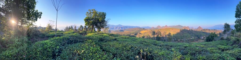 Scenic tea plantations 6 or 10 km - HIKING - 1/2 day