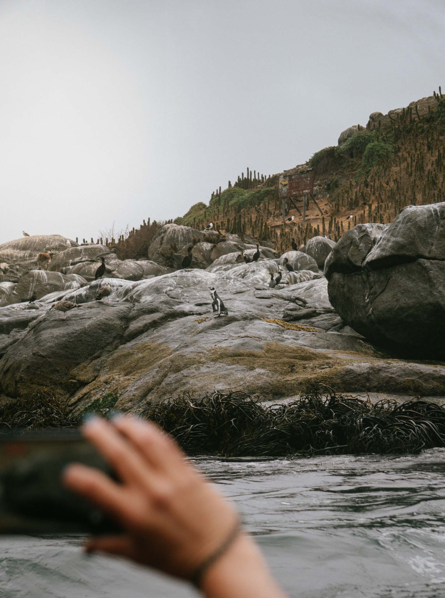 Penguin Sightseeing Tour