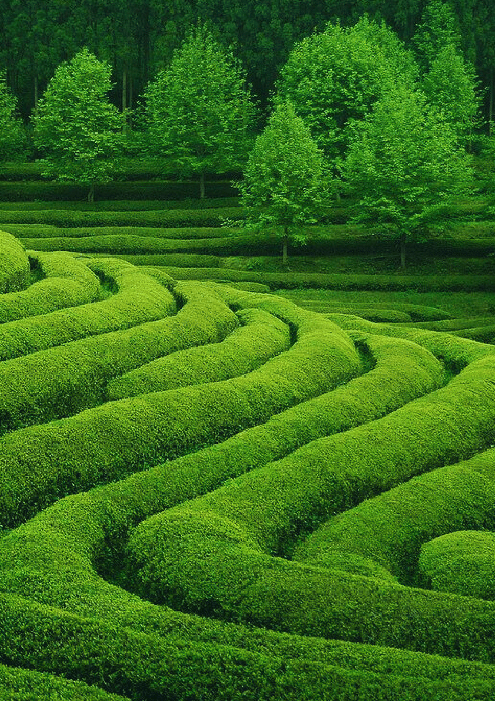 Green Scenary 