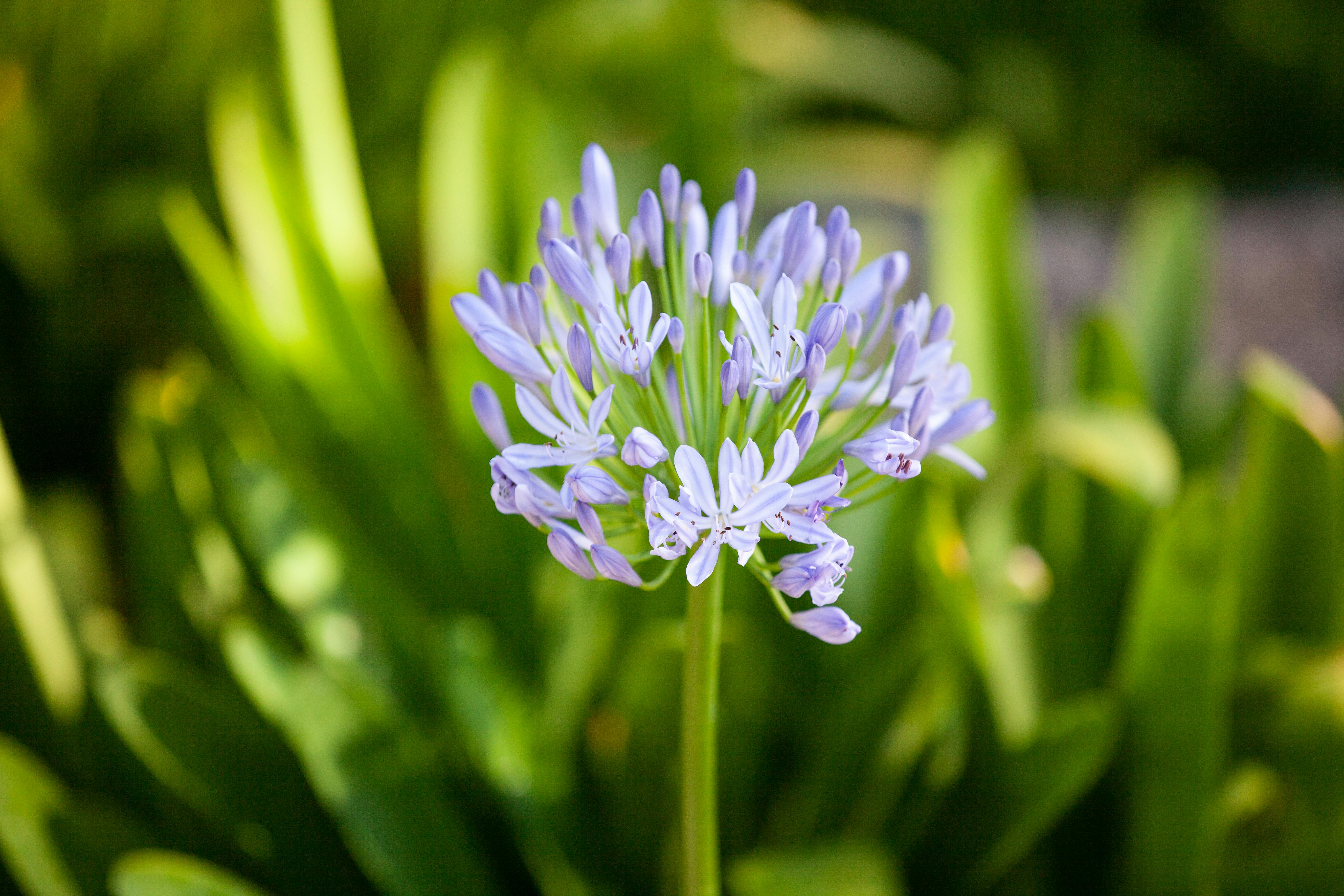 AGAPANTHUS