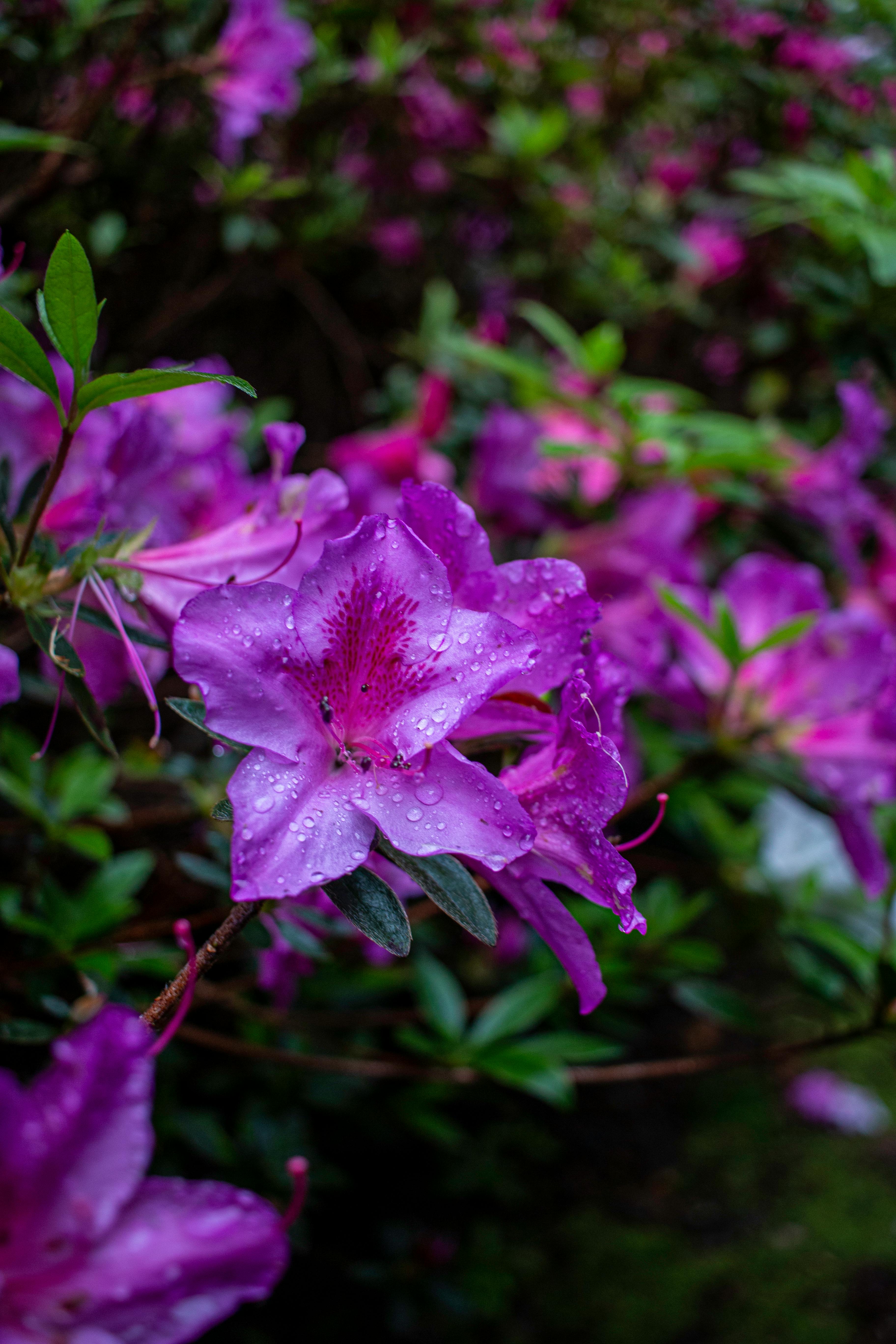 Azalea