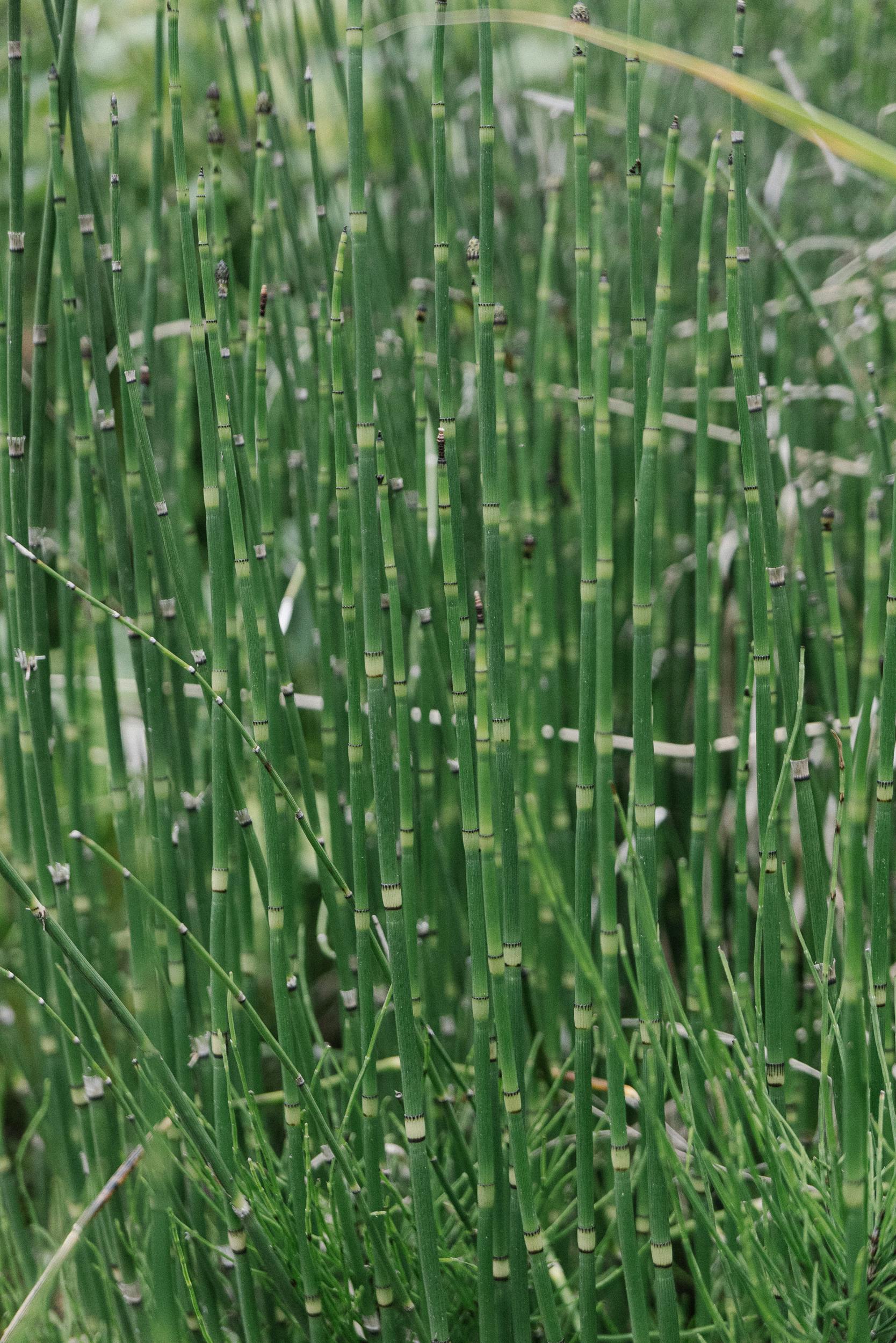 Equisetum