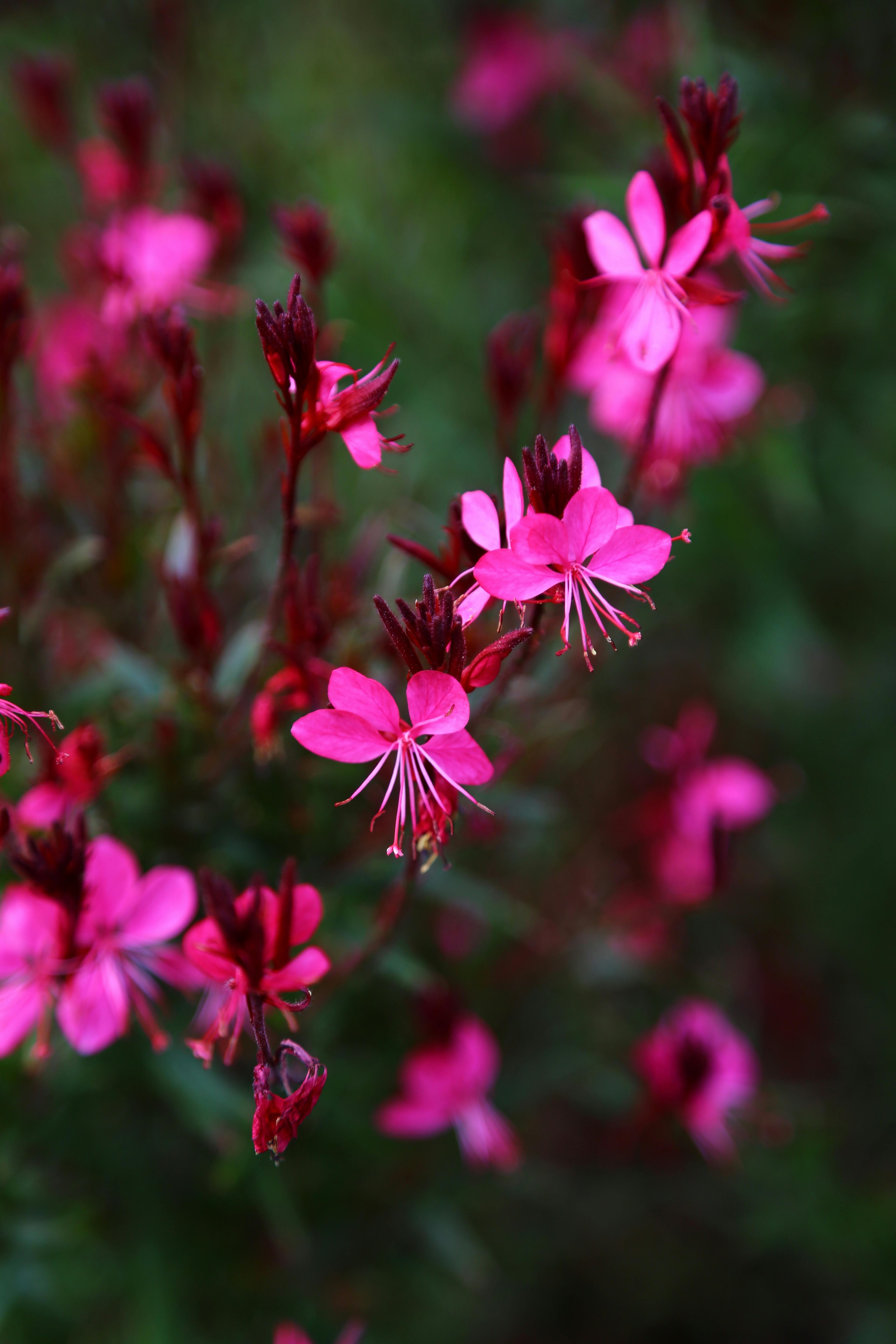 Gaura