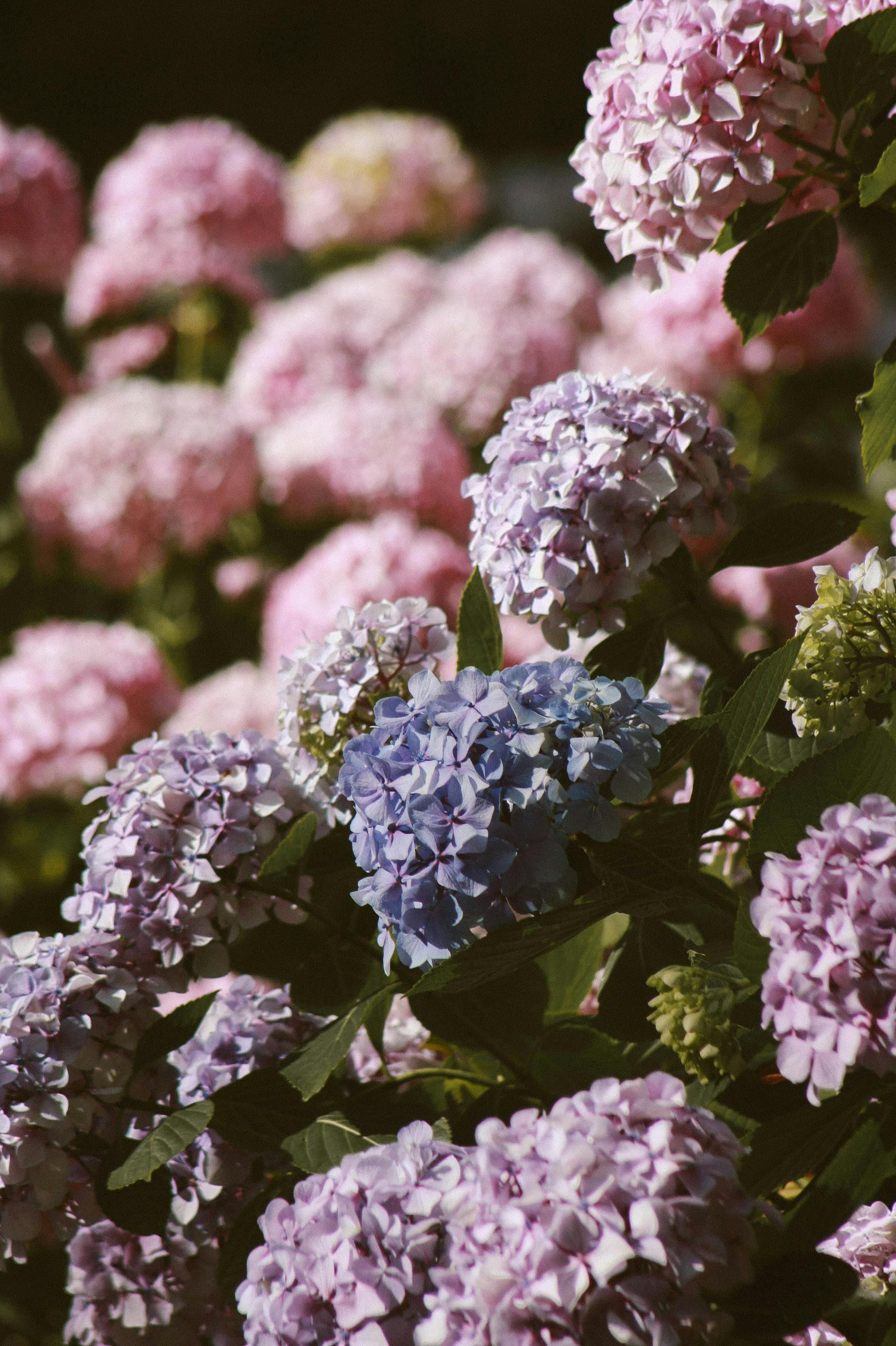 HORTENSIA