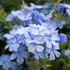 PLUMBAGO-JAZMIN DEL CIELO