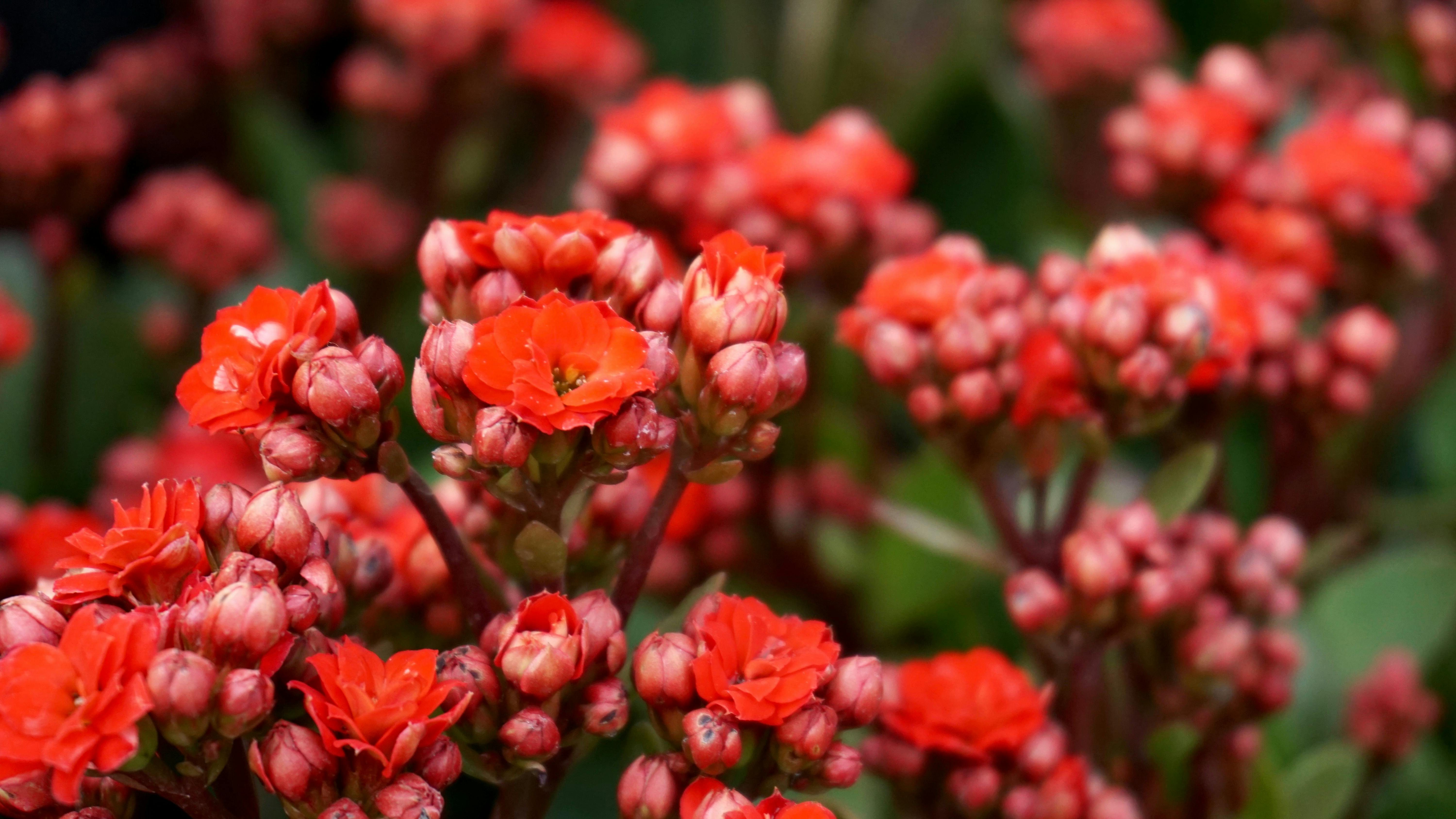 KALANCHOE