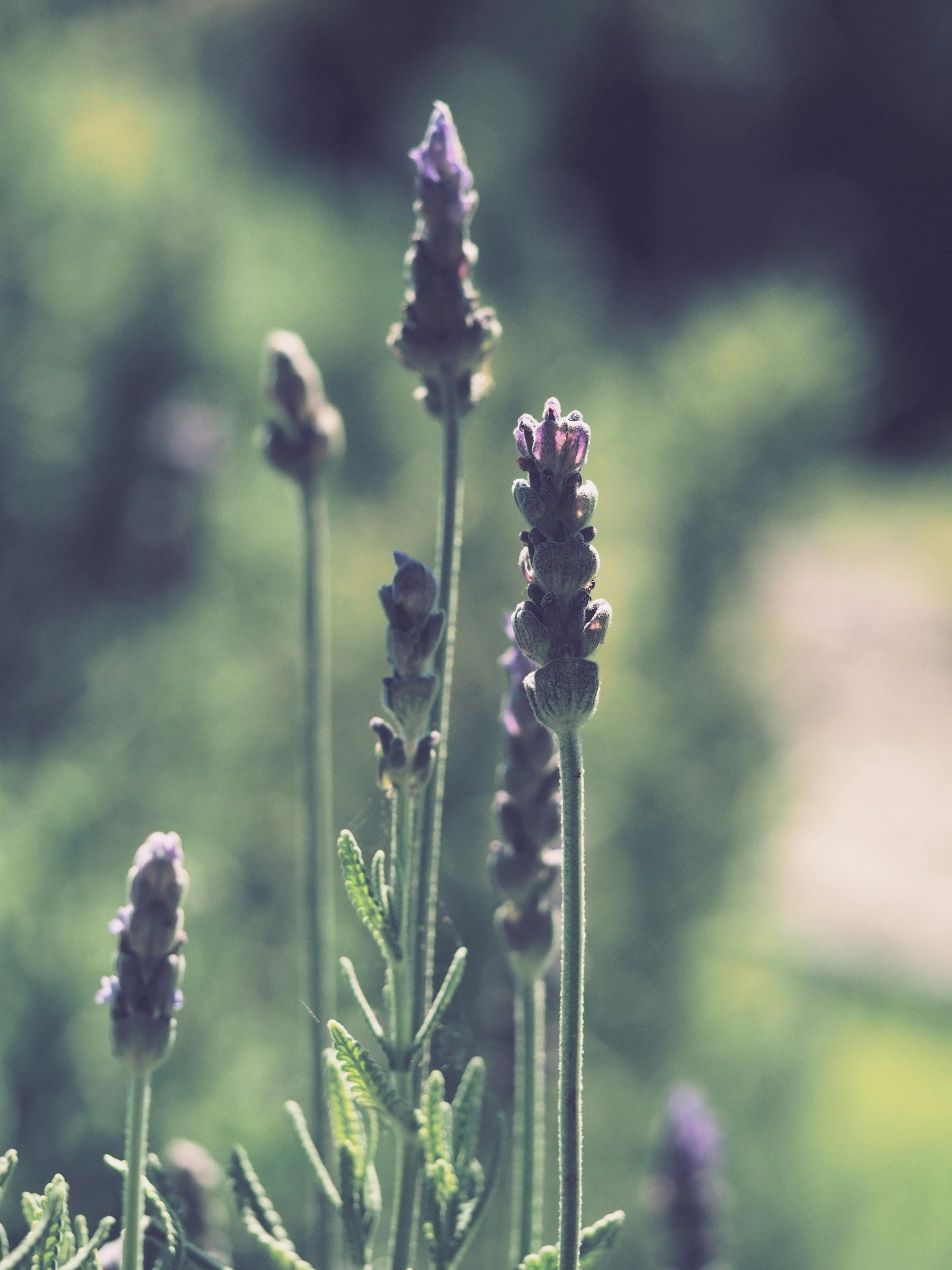 Lavanda Dentata