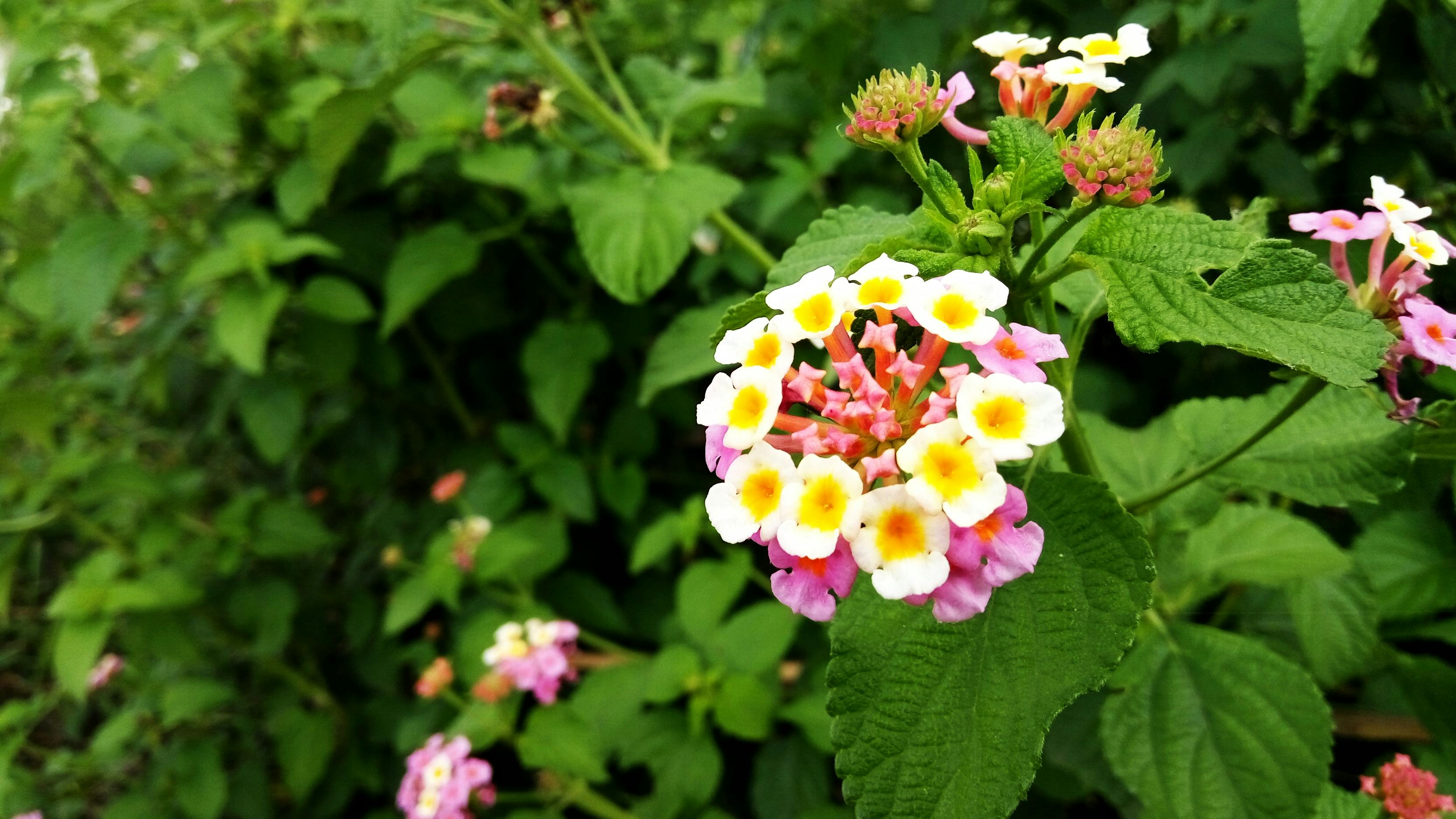 Lantana