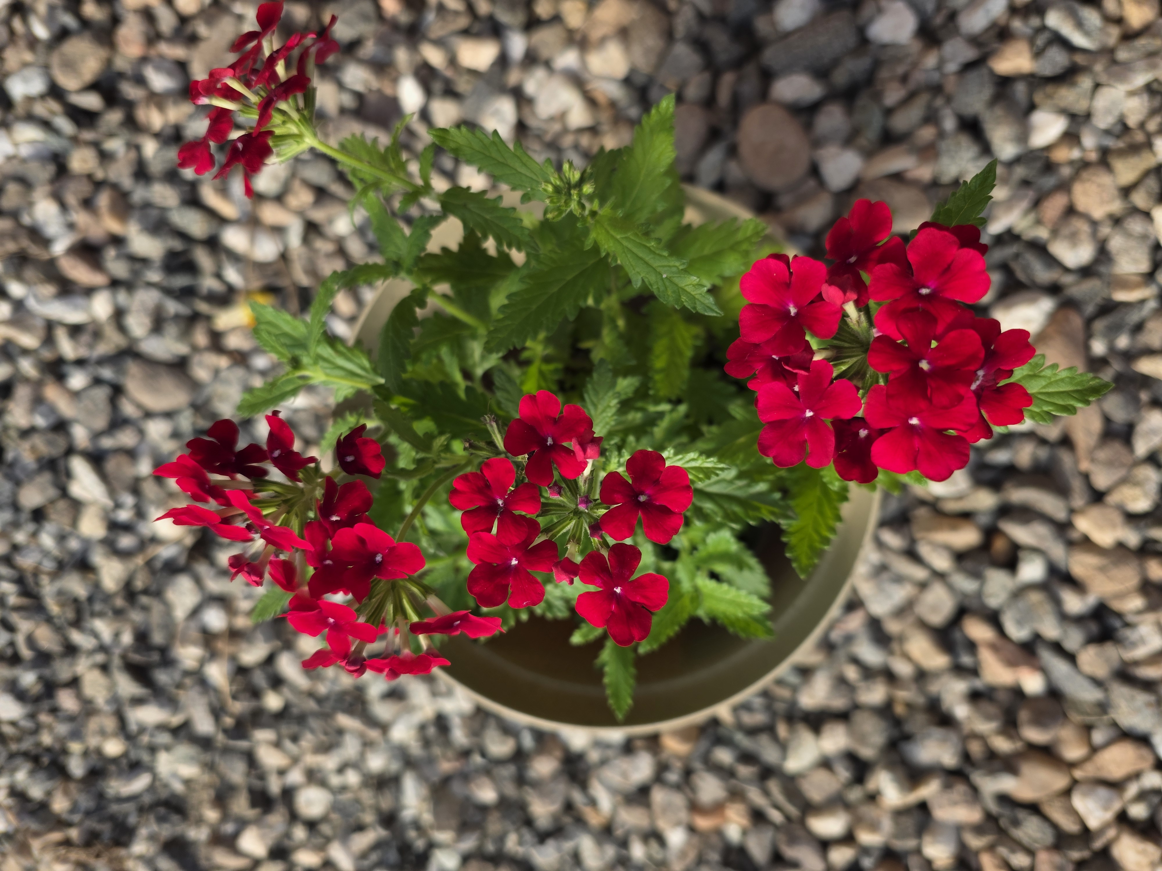 VERBENA