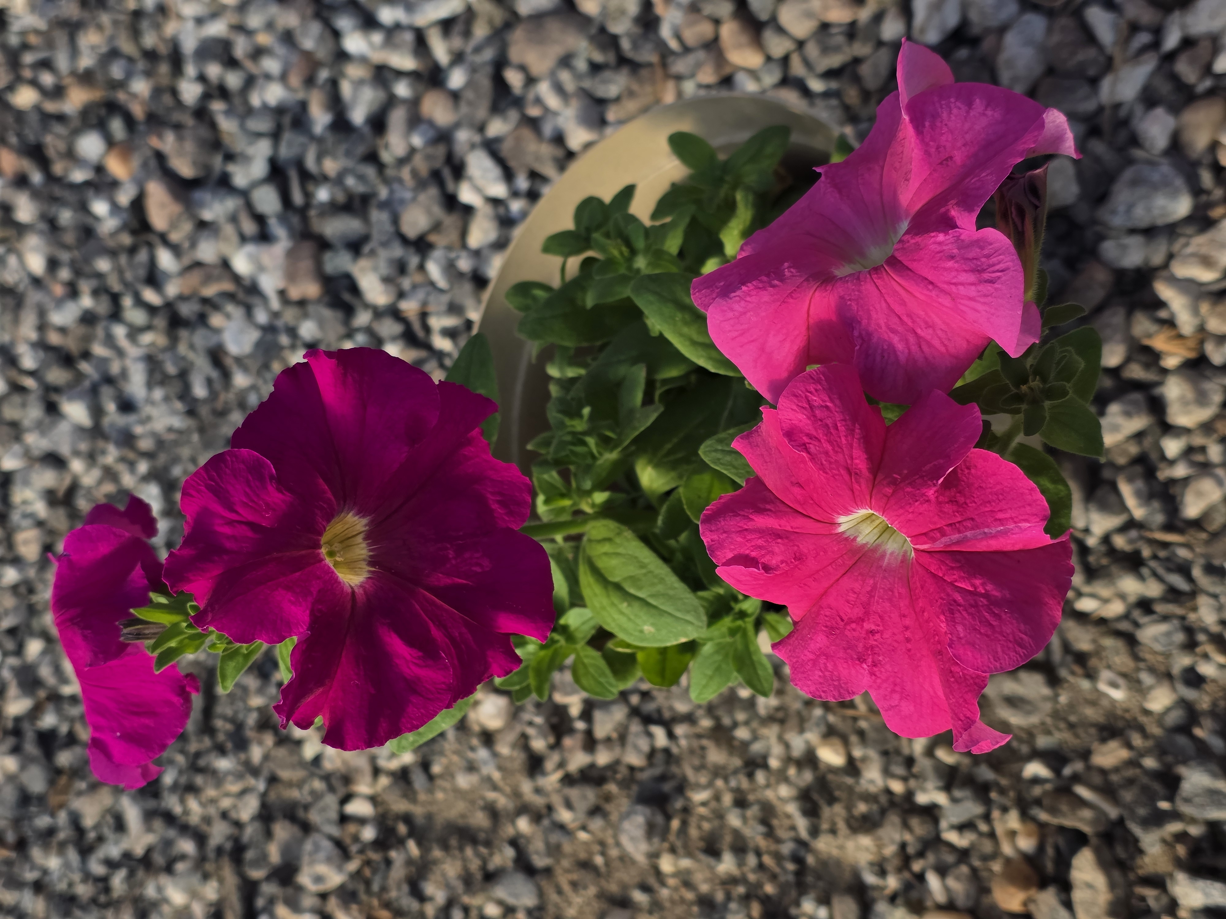PETUNIA