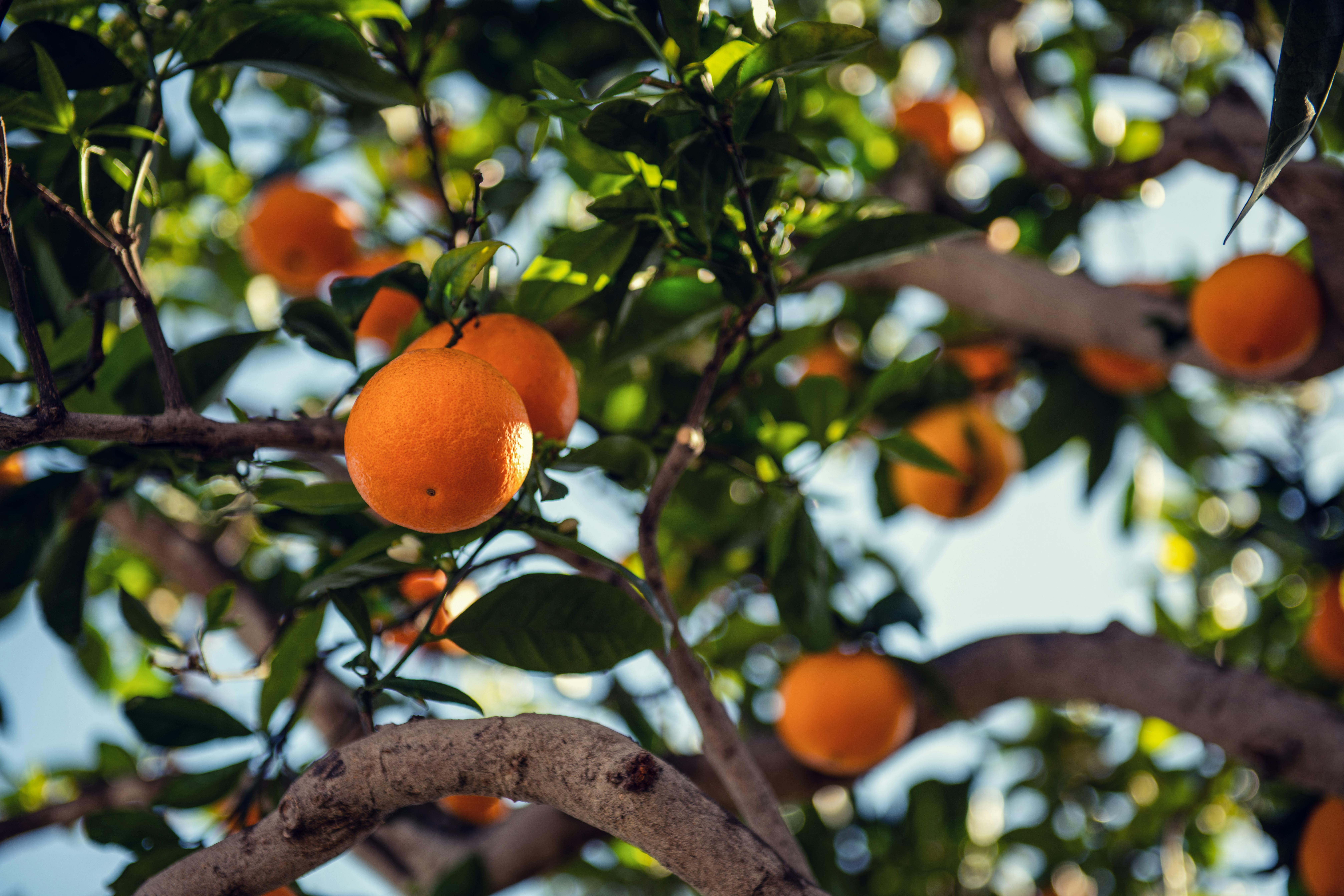 Naranja