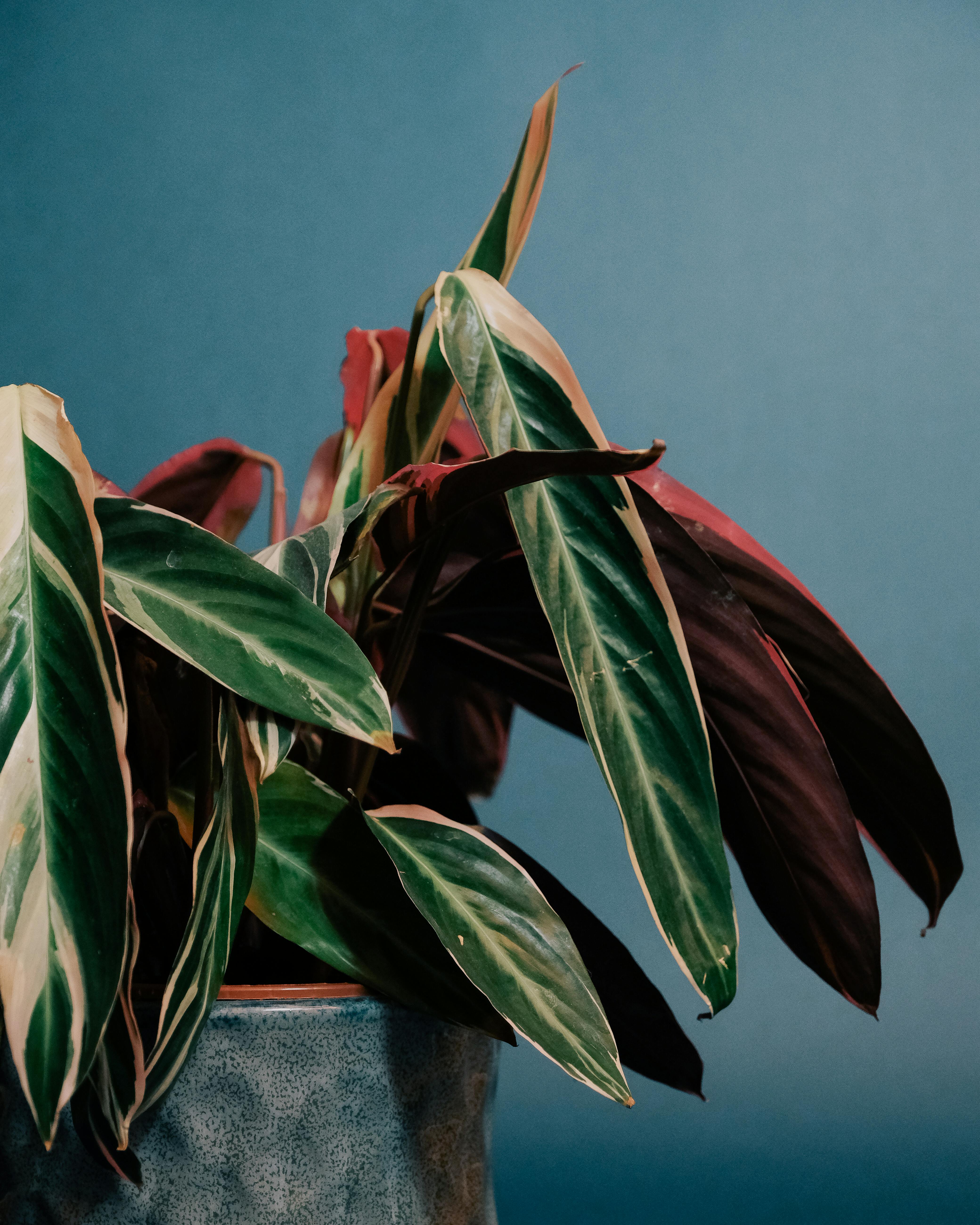 Calathea Triostar Stromante