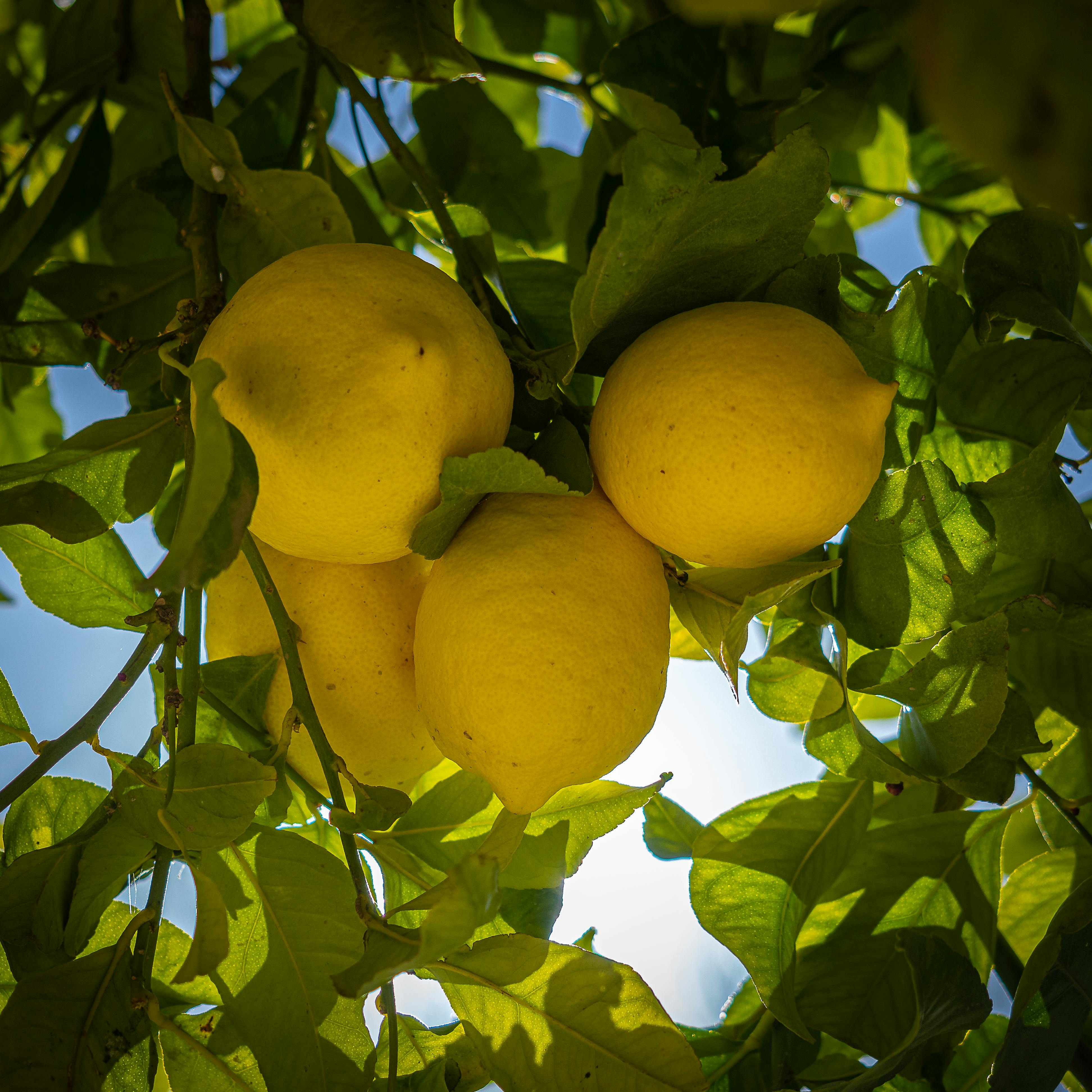 Limonero