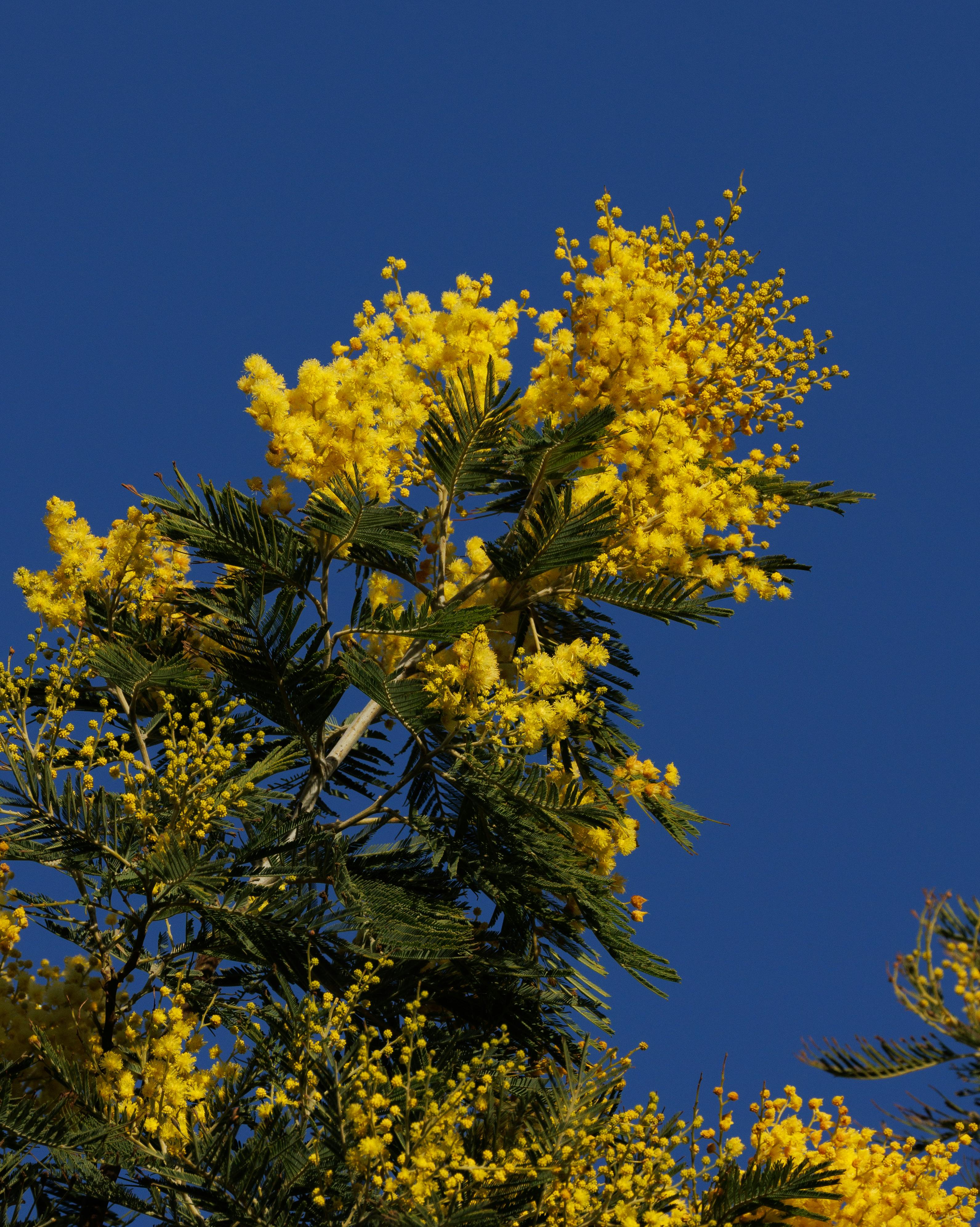 Acacia Dealbata