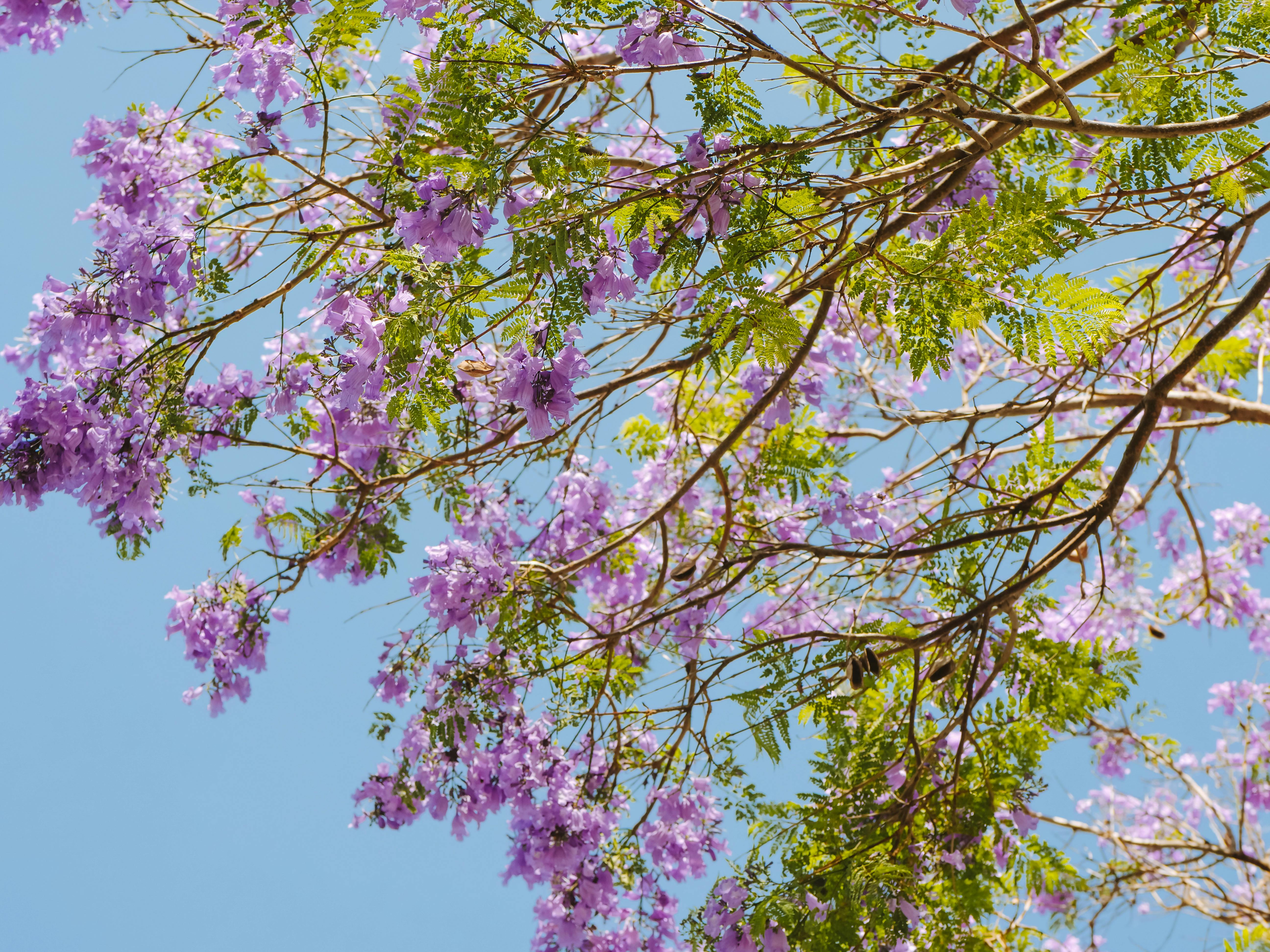 Jacarandá 
