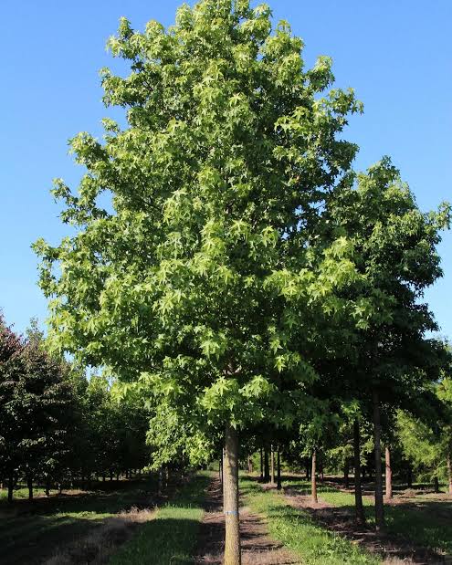 Liquidambar 