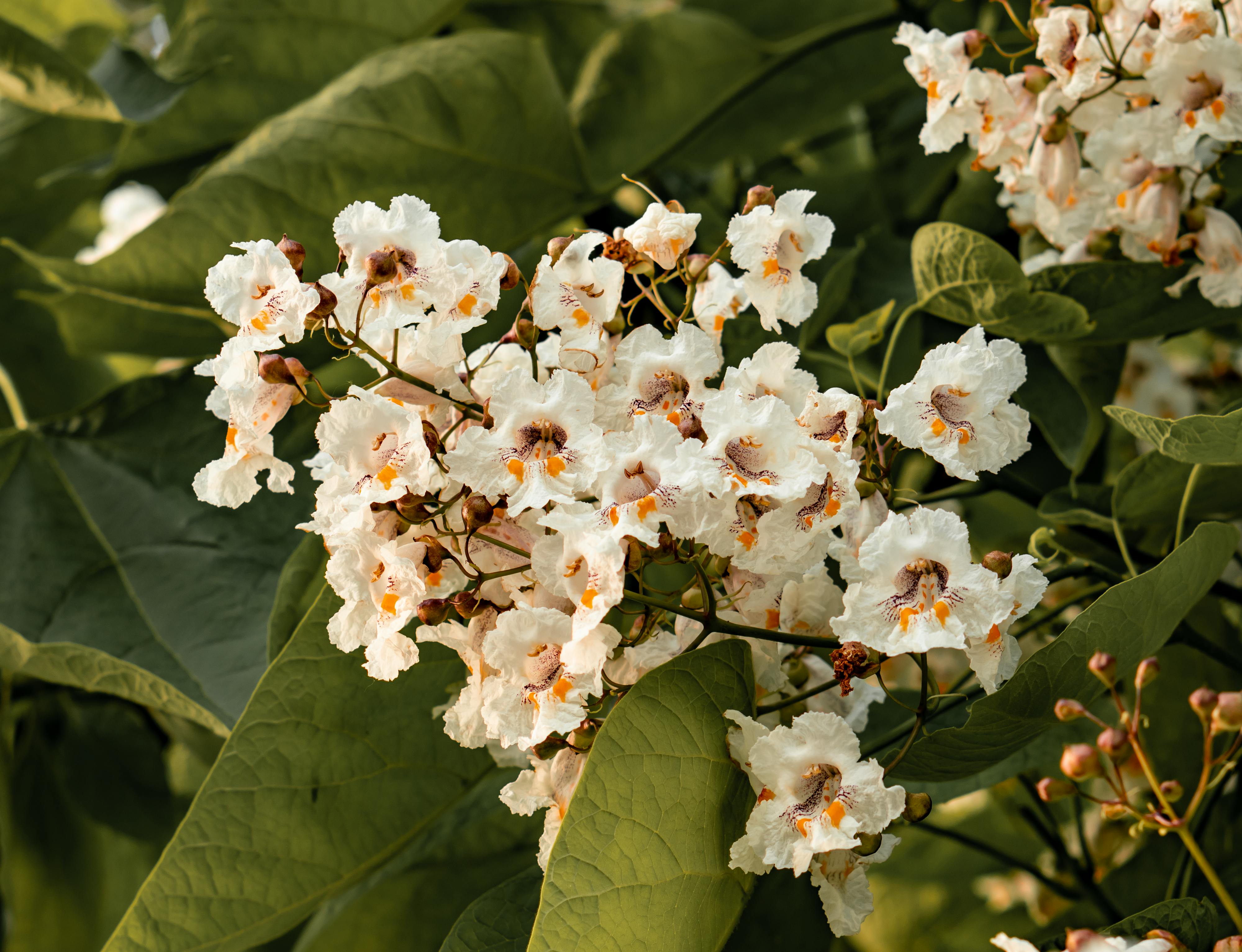 Catalpa