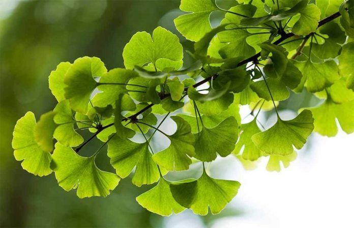 Gingko Biloba