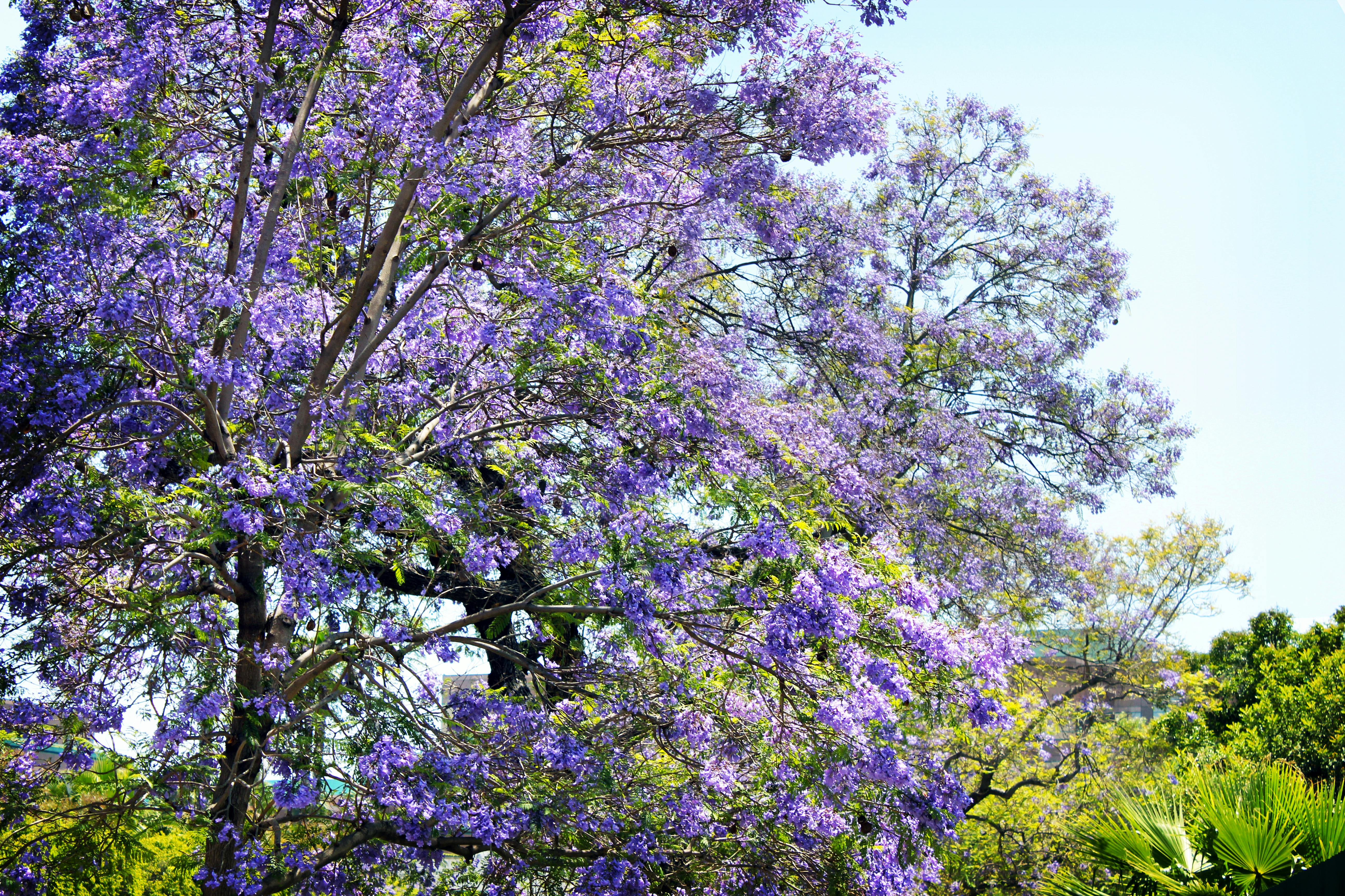 Jacarandá 