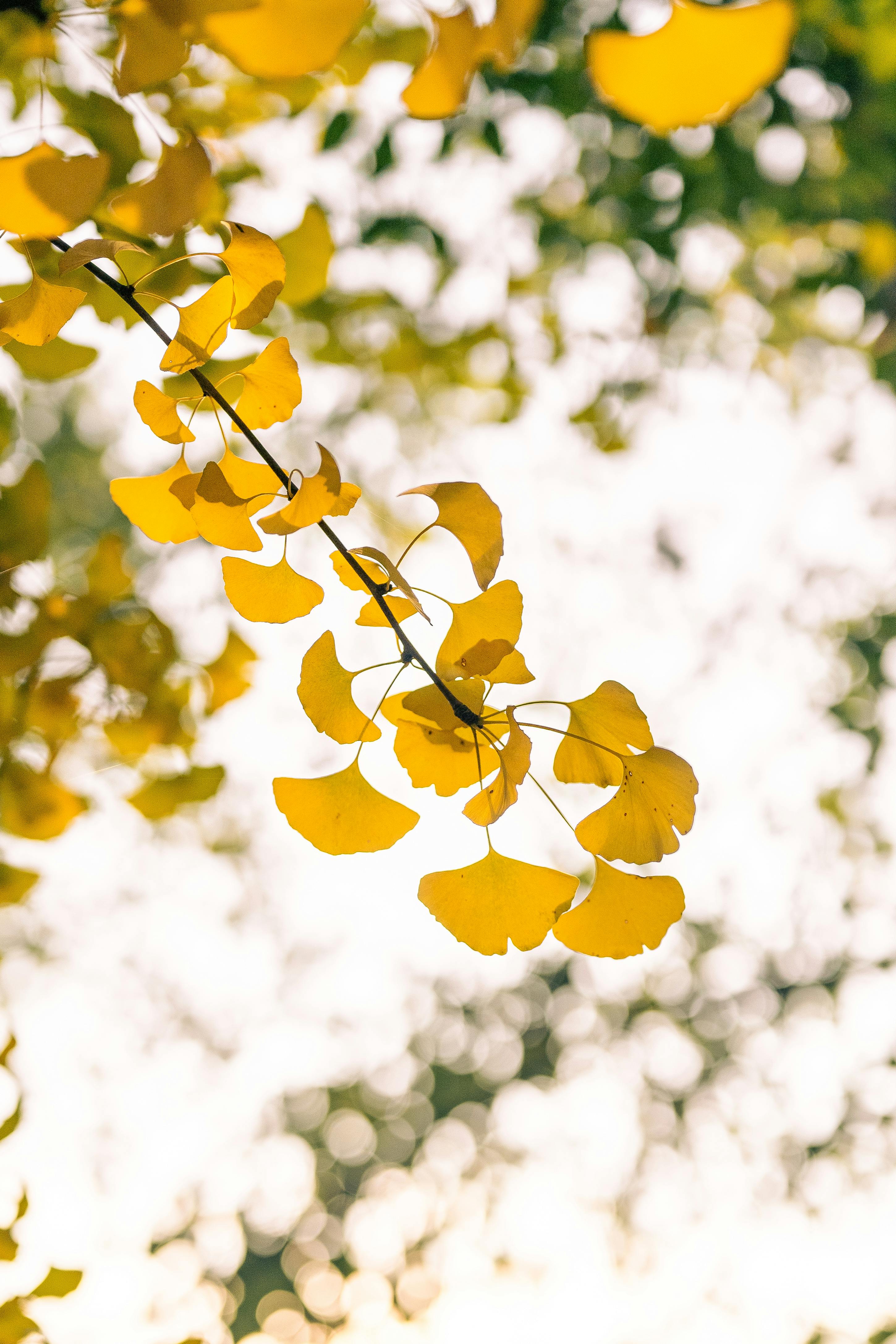 Gingko Biloba