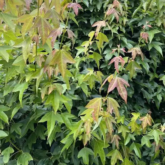 Acer Buergerianum