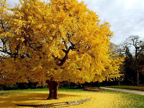Gingko Biloba