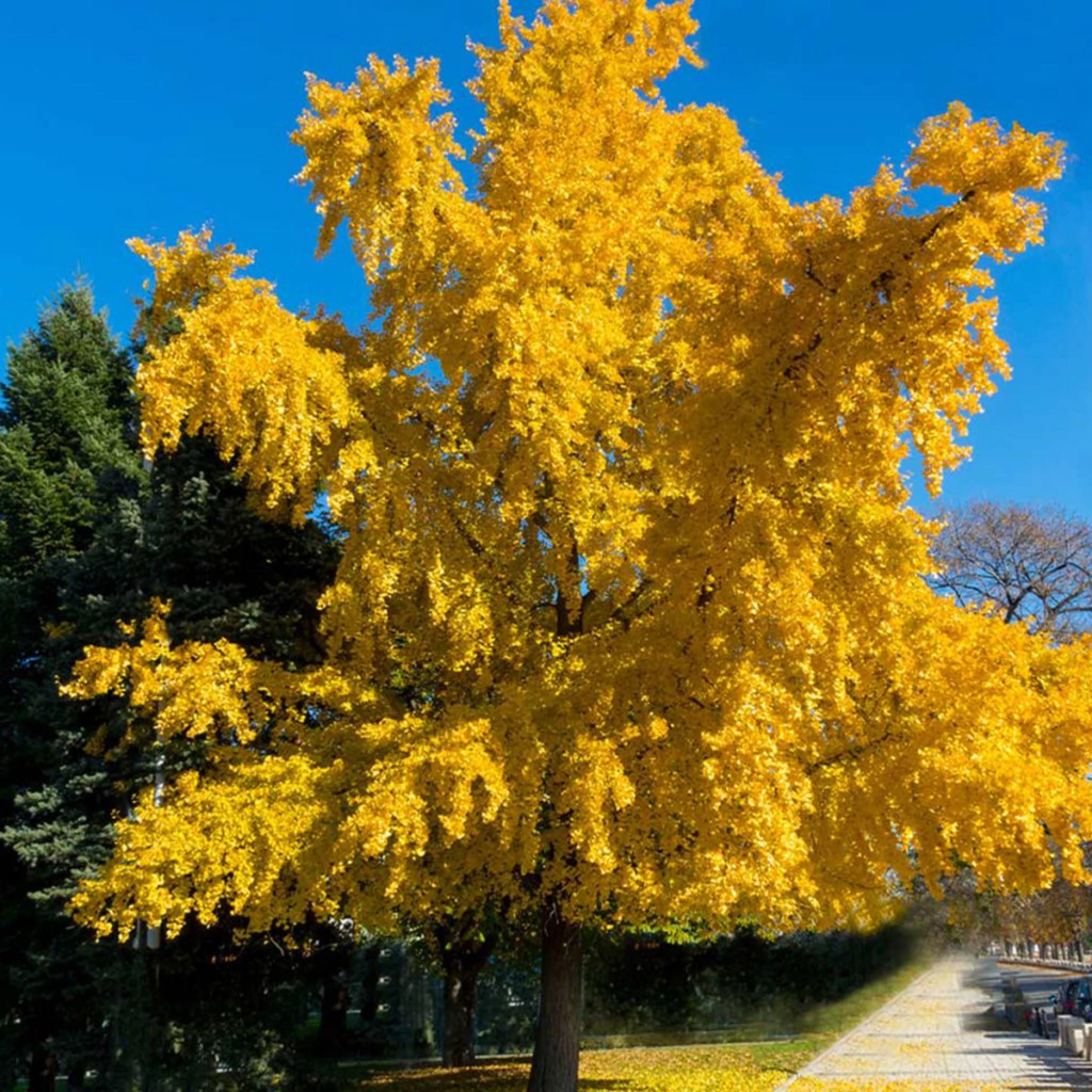 Gingko Biloba