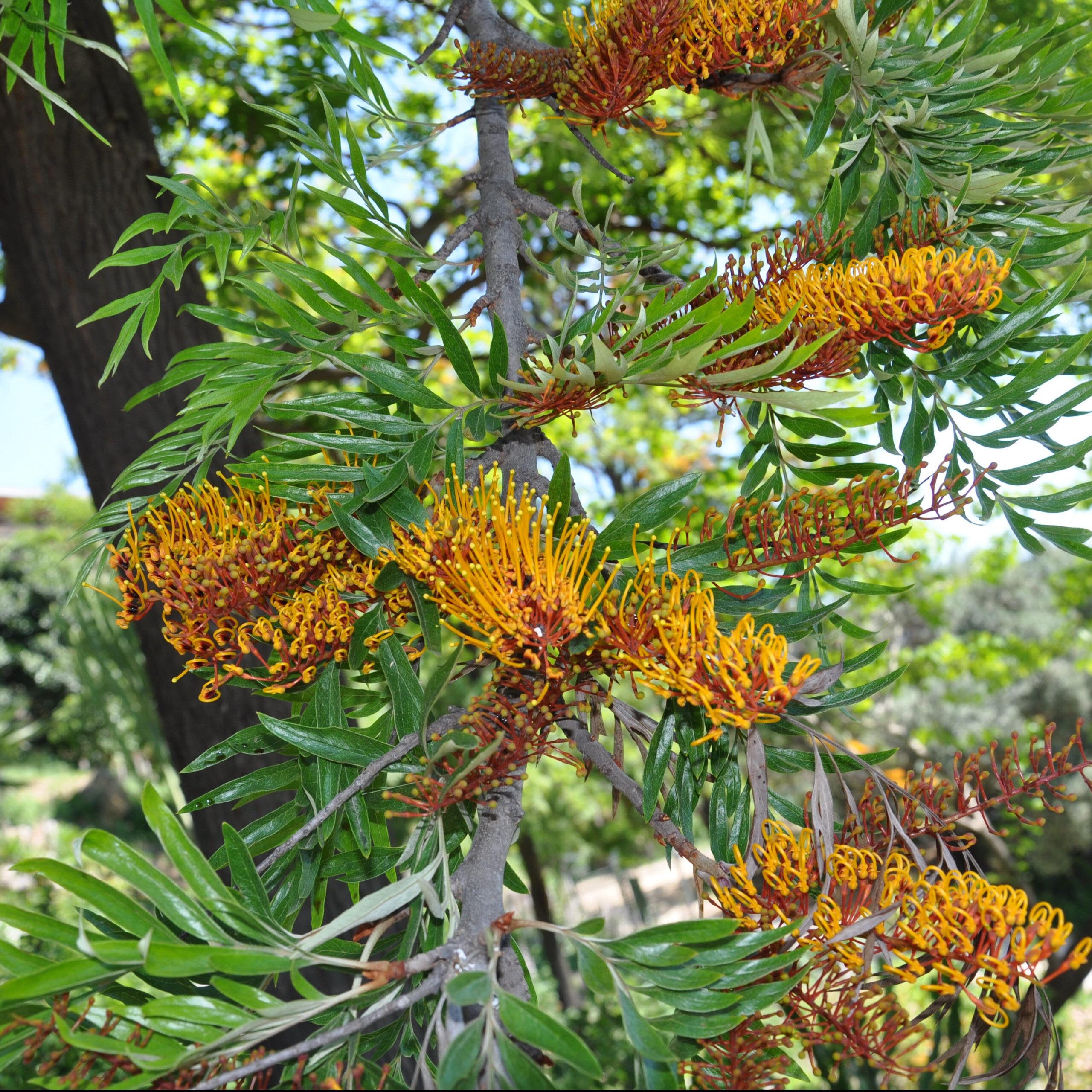 Grevillea Robusta