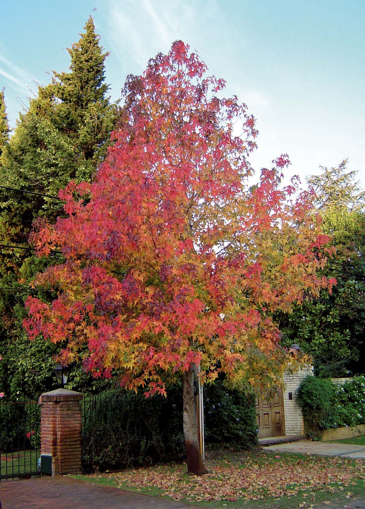 Liquidambar 