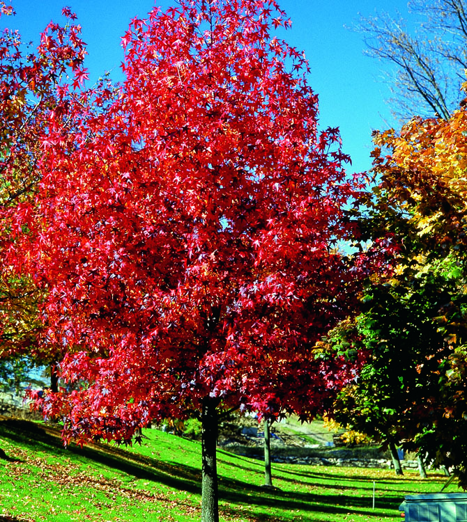 Liquidambar 
