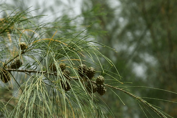 Casuarina