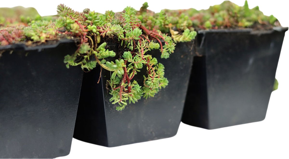 Green tray systeem Sedum