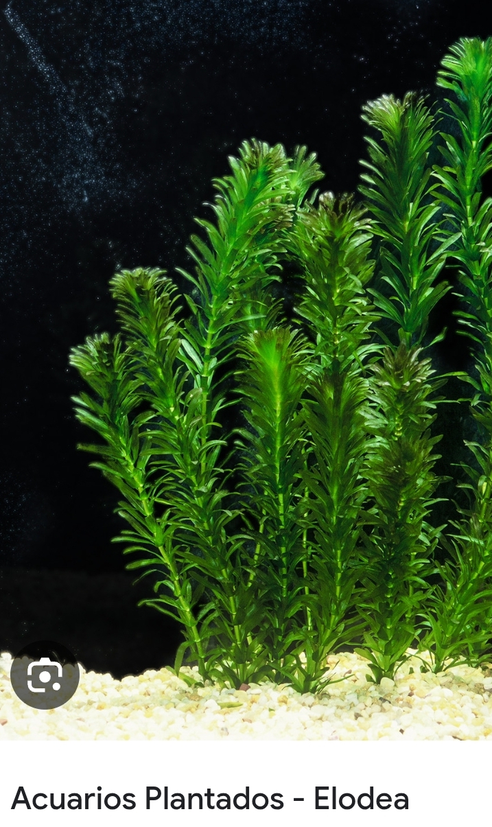 Planta Acuario  Elodea