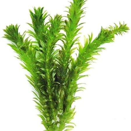 Planta Acuario  Elodea