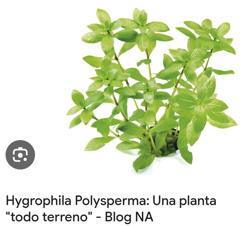 Planta Acuario Hygrophila Polysperma