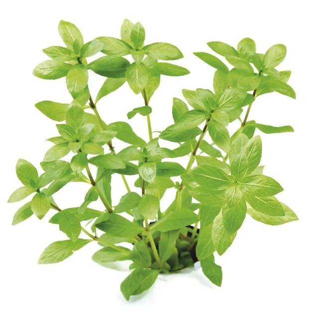 Planta Acuario Hygrophila Polysperma