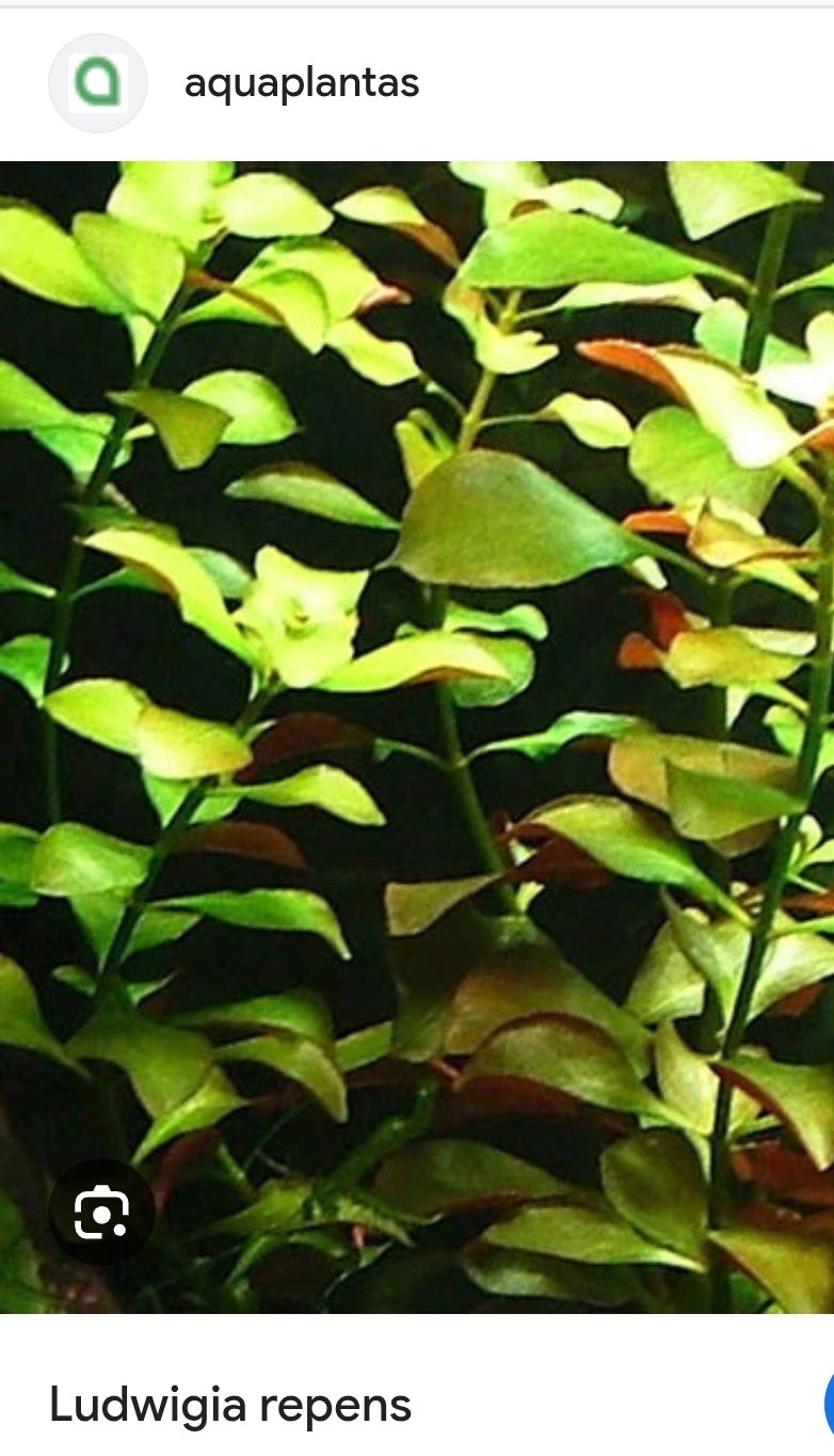 Planta Acuario Ludwigia 