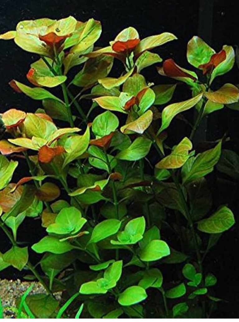 Planta Acuario Ludwigia