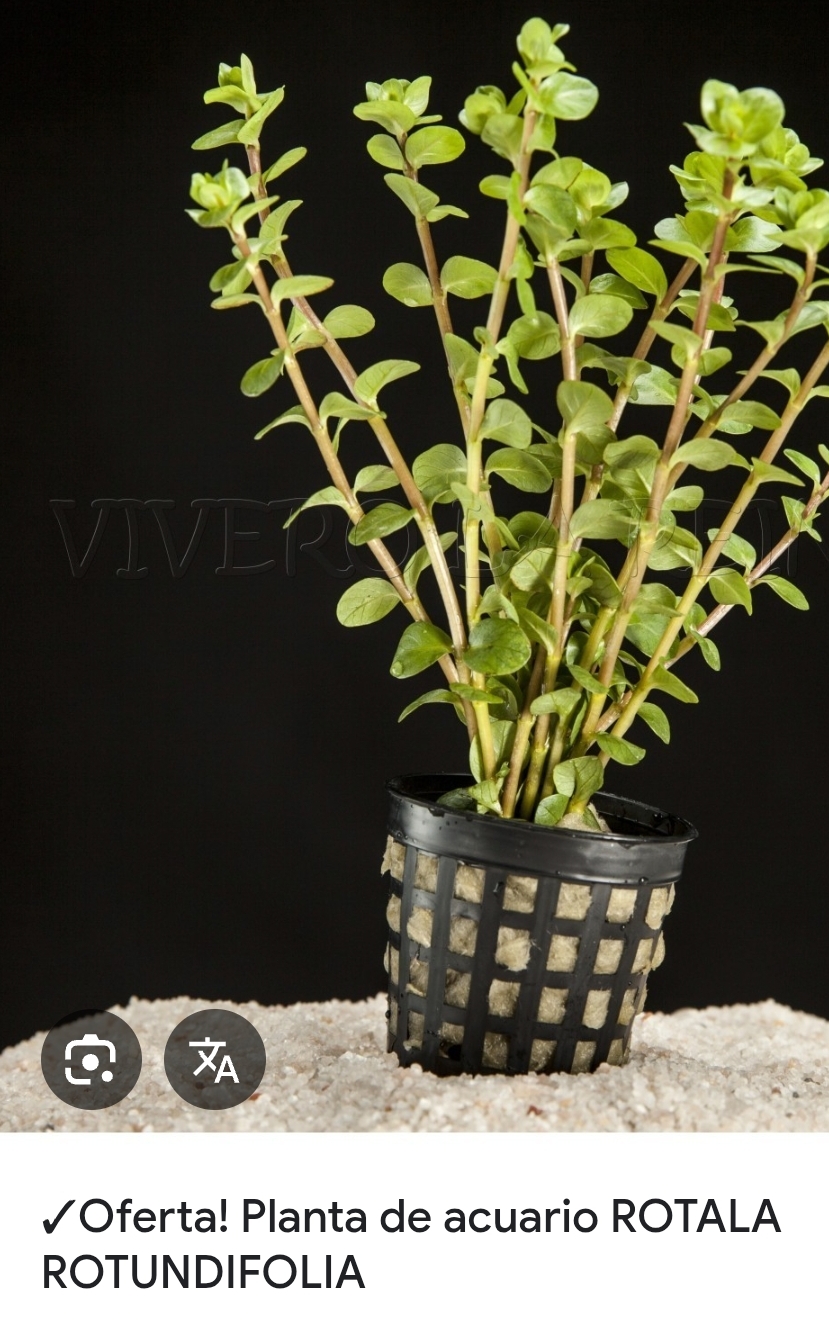 Planta Acuario rotala 