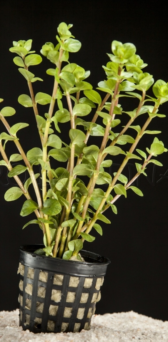 Planta Acuario rotala 
