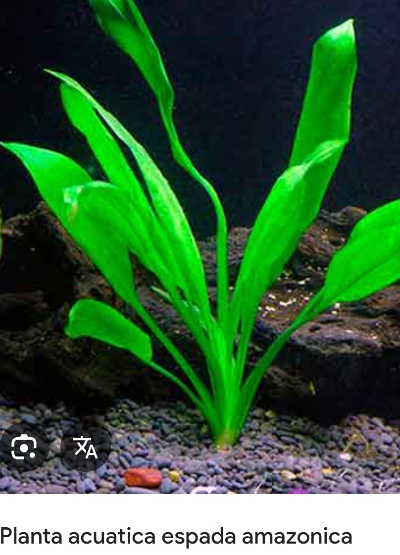Planta Acuario Espada Amazónica