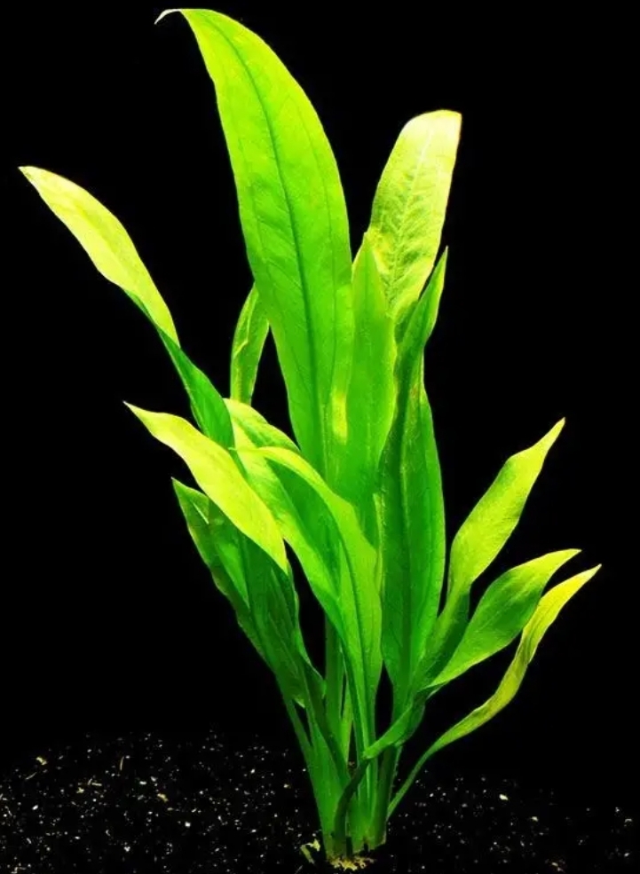 Planta Acuario Espada Amazónica