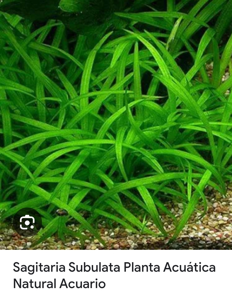 Planta Acuatica Sagitaria Subulata