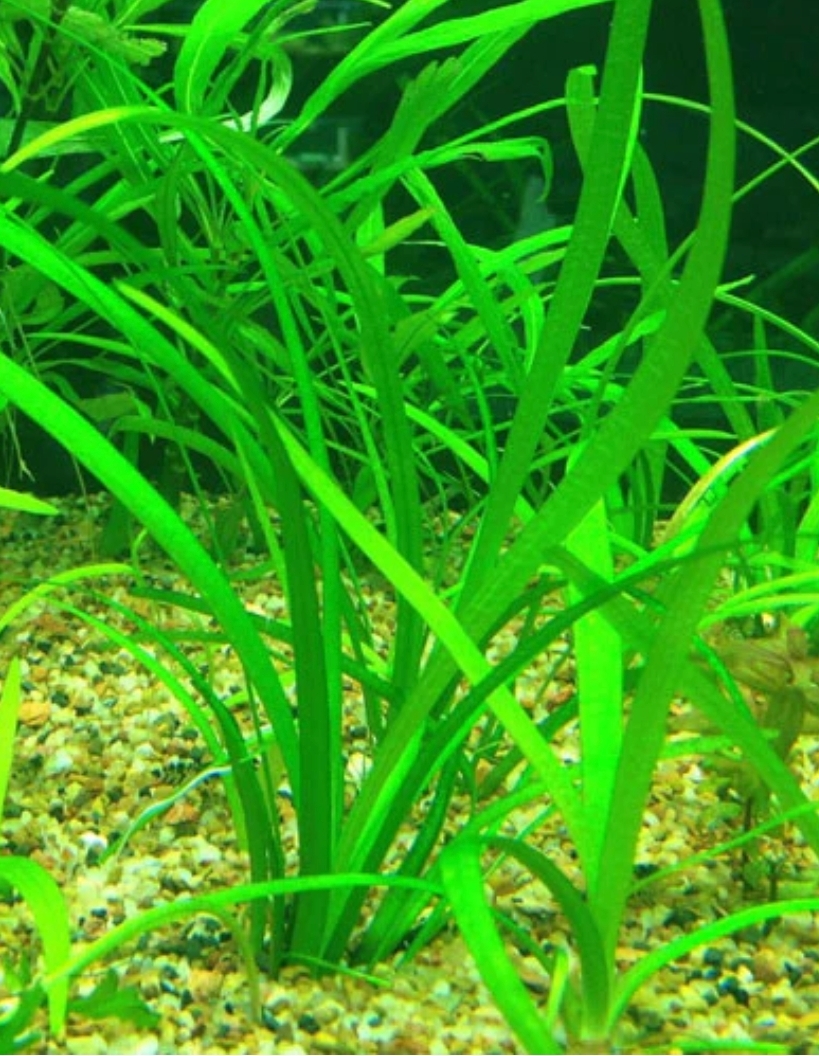 Planta Acuatica Sagitaria Subulata