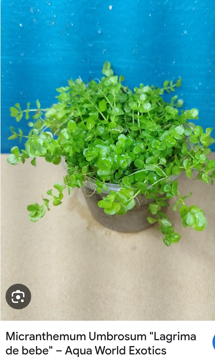 Planta Acuario Micranthemum Umbrosum 'Lágrima de bebé'