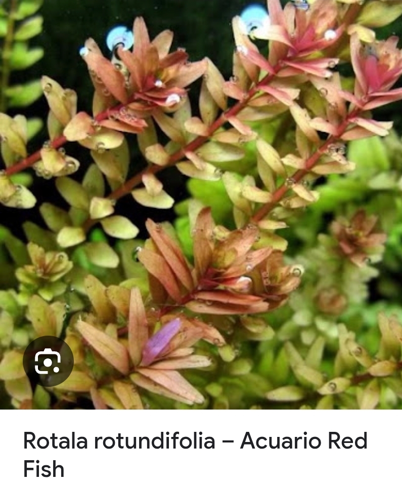 Planta Acuario Rotala rotundifolia